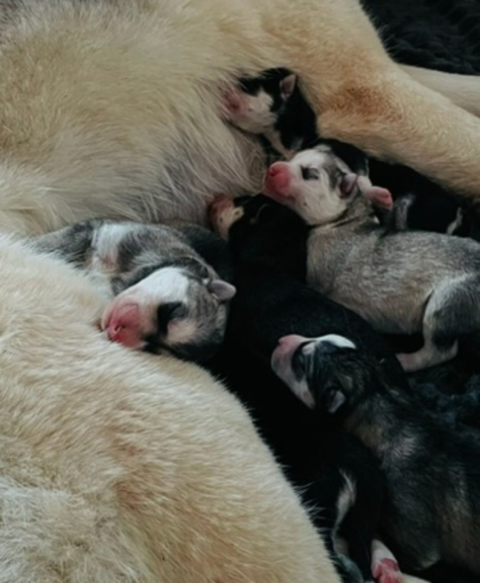 За все свои годы я видела многое, но эти щенки хаски стали для меня настоящими ангелами.

Они - самые лучшие дети, какие только могут быть, и никакие слова не смогут это описать полностью.