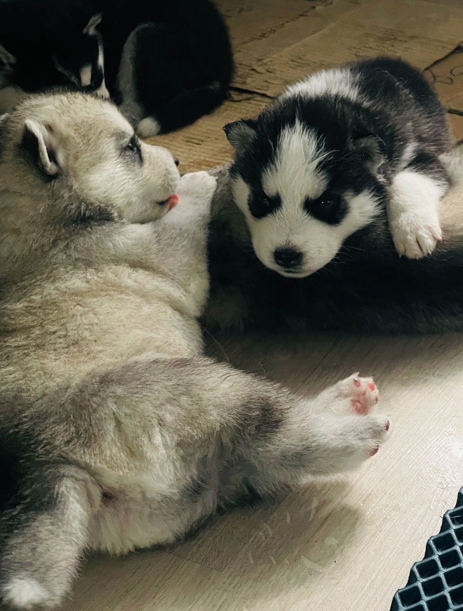 Вместе с ними я научилась заново радоваться простым вещам. Мы бегаем по траве, ловим капли дождя и засыпаем, когда вздумается)) Их любовь и преданность стали моим компасом в этом мире.🧡