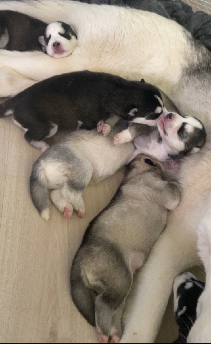 Каждое утро они встречают меня с обожанием в глазах, прыгают и радуются, как будто видят меня впервые. Это любовь, которую невозможно описать – она настолько чистая и искренняя, что берет за душу.