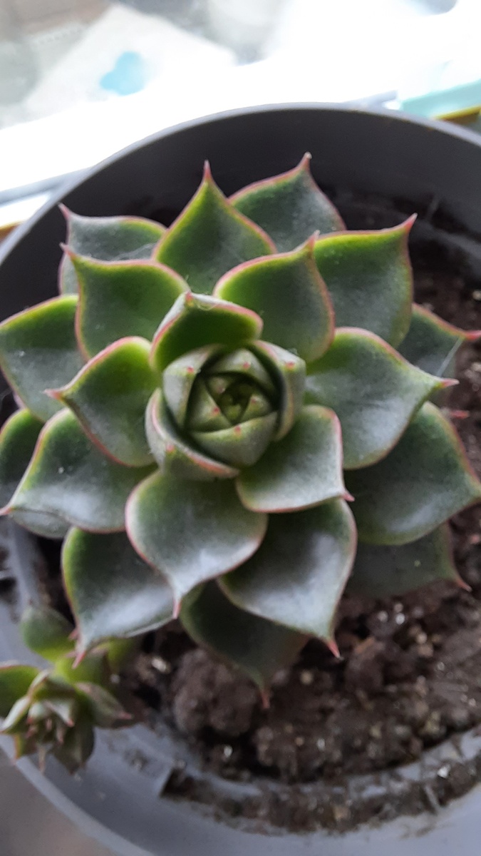 Красивый цветок, пока еще не съели кошки. Не помню как называется