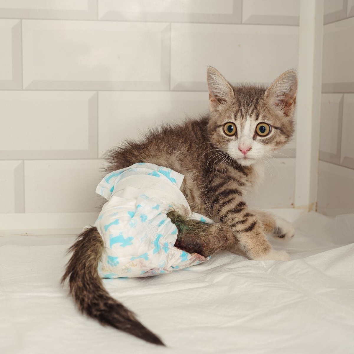 Ежедневные обработки, контроль состояния здоровья и грамотный уход волонтеров, вот такая жизнь Таиса...