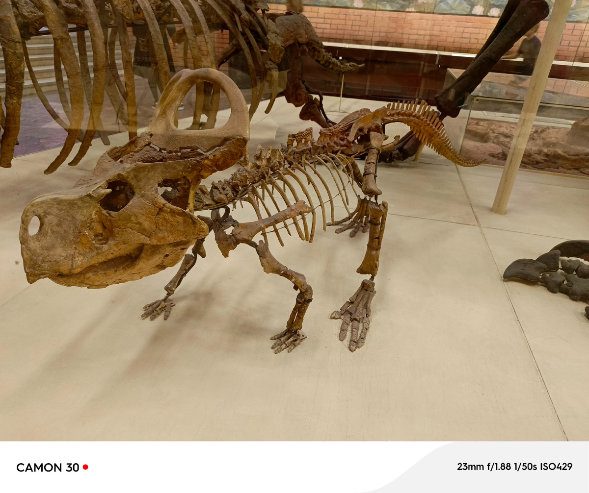 Фото из музея. Вот такие они были динозавры