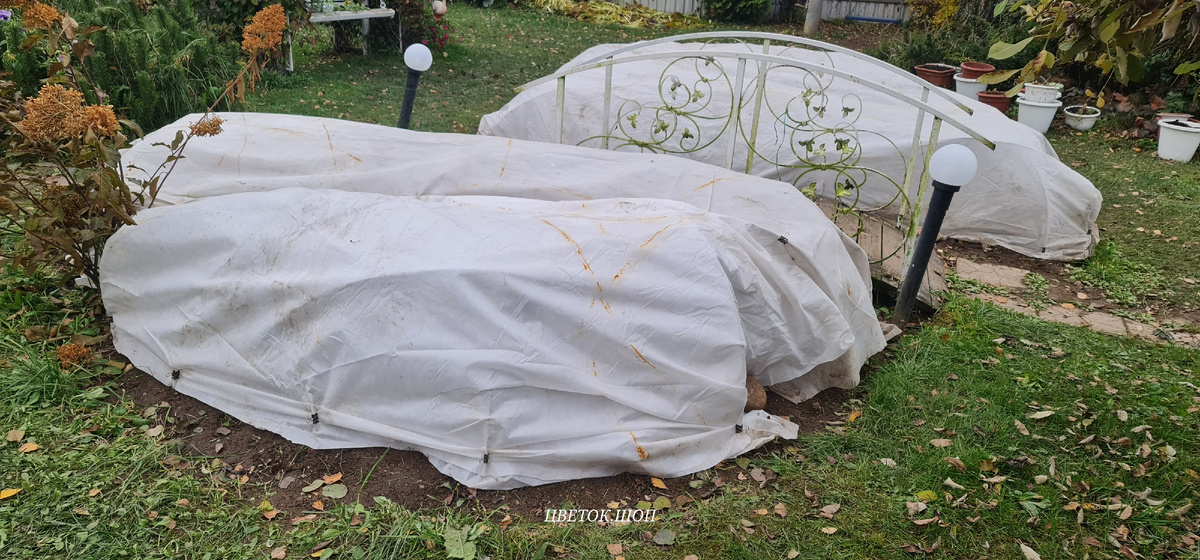 Розы укрыты 20 октября