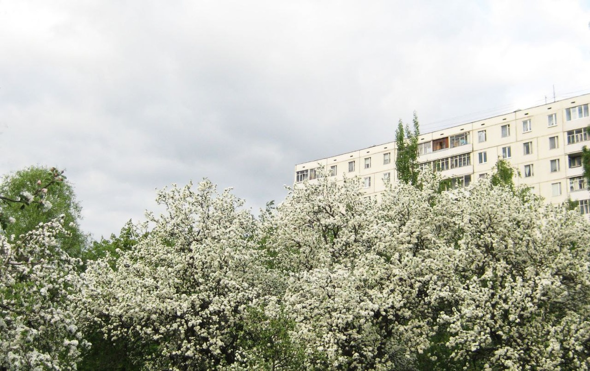 Вот так цвел яблоневый сад на Неманском проезде еще в мае-июне 2024 года. Эти деревья министерство Природы и Жилищник признали аварийными, гнилыми и трухлявыми. И вырубают!!! 
