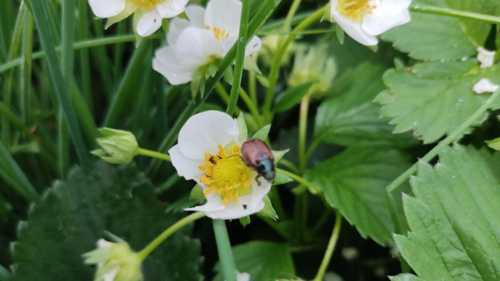 Долгоносик на клубнике способен уничтожить до 30-40 бутонов за сезон