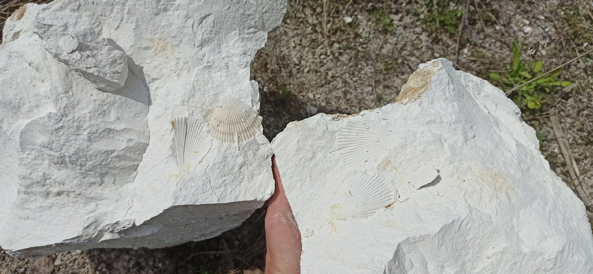 Spondylus на месте находки