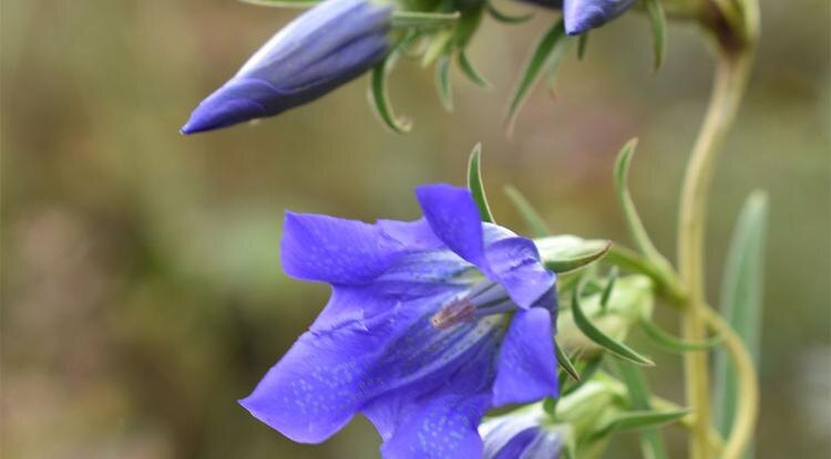 Горечавка Фото: Елена Солнышкина