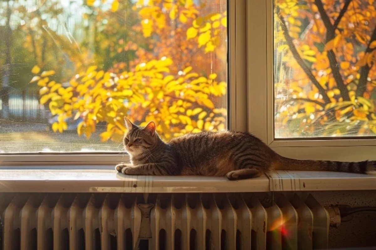    На кузбассовца, скинувшего кошку с 7 этажа, завели уголовное дело