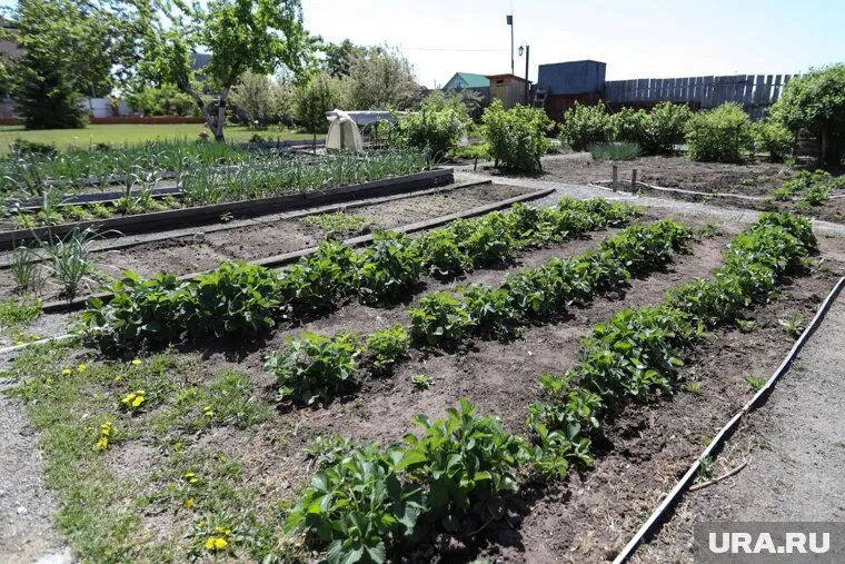 Правильная подготовка грядок к зиме, поможет защитить почву от выветривания. Фото: Екатерина Сычкова © URA.RU