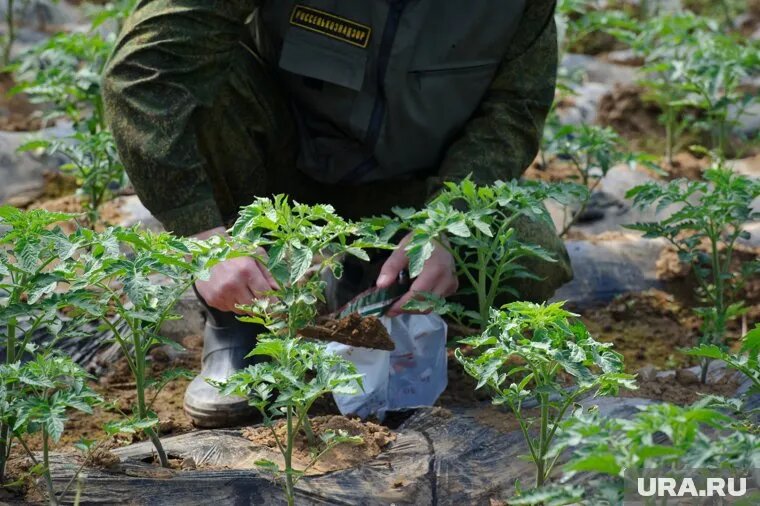 Птичий помет положительно влияет на структуру грунта. Фото: Владимир Жабриков © URA.RU