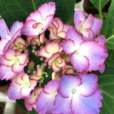 Френч Канкан Роуз, фото из интернета