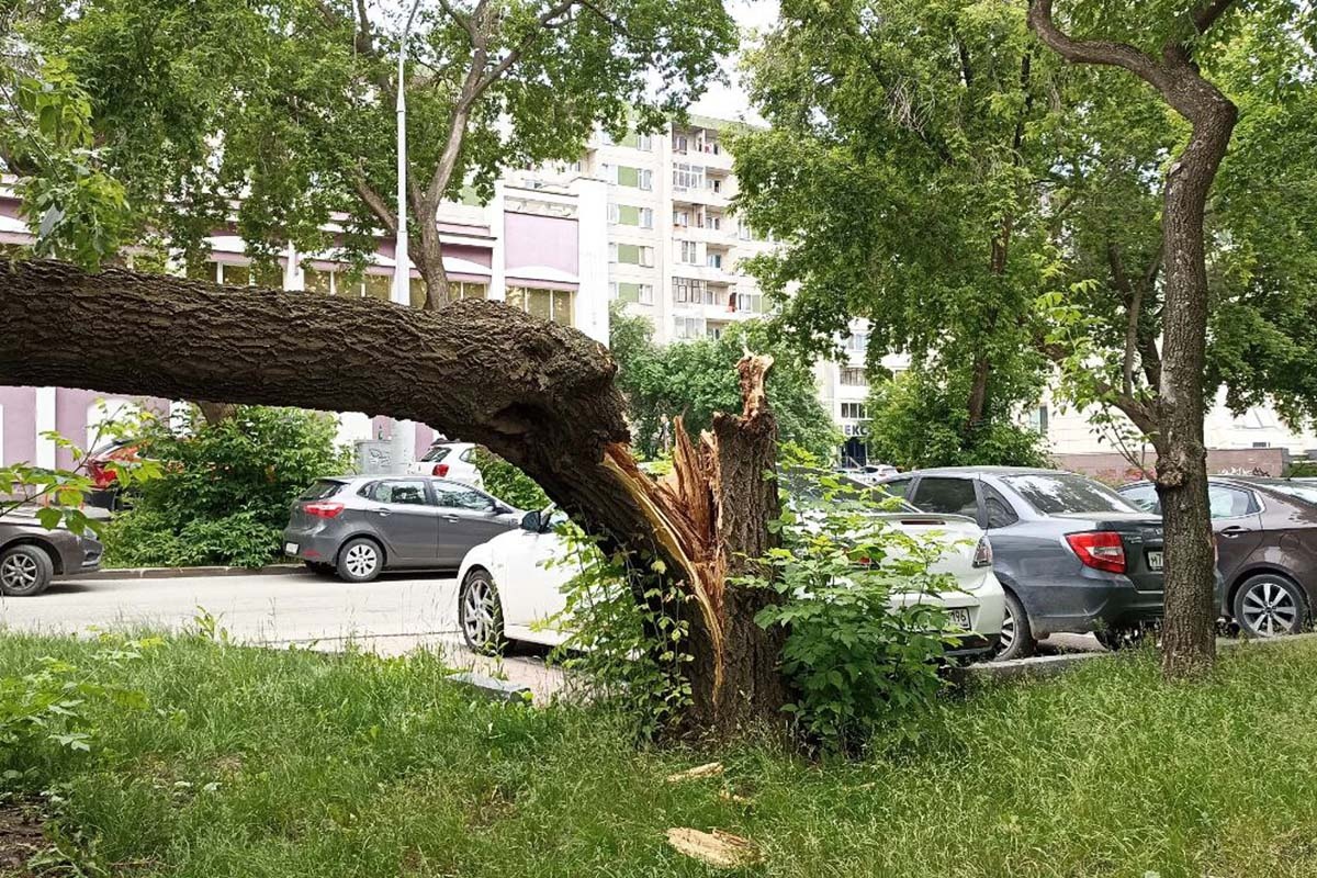 Деревья падают не от ветра.  Фото: Фото: ФедералПресс / Максим Филиппович
