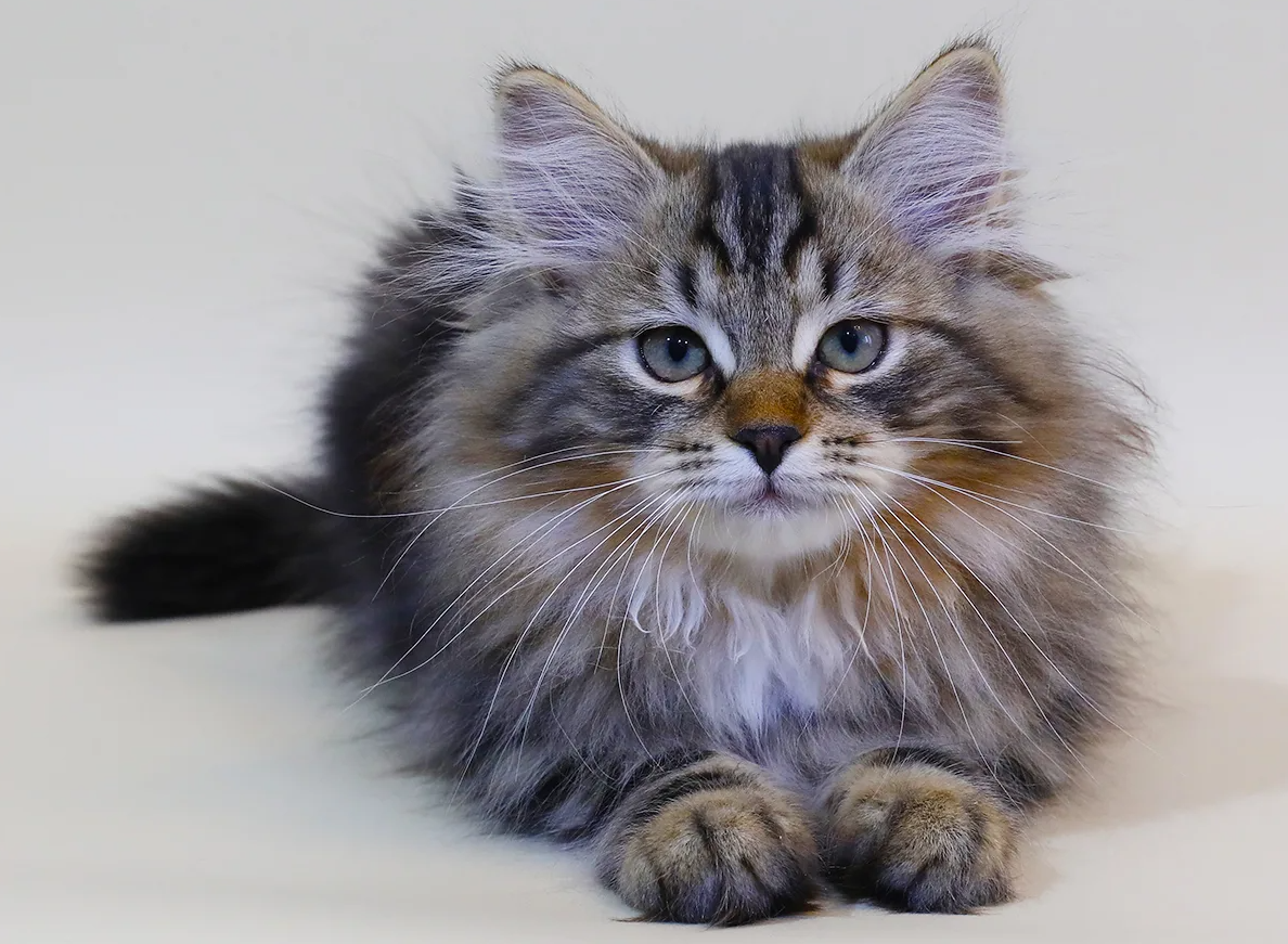 Необычный факт о сибирских кошках — это их удивительная склонность к «разговору». В отличие от большинства кошек, которые ограничиваются привычным "мяу", сибиряки любят издавать самые разные звуки: они щебечут, ворчат, мурлыкают, трещат и даже издают звуки, напоминающие птичьи трели. Такая своеобразная «речь» помогает им выражать эмоции, привлекать внимание или «обсуждать» происходящее вокруг. Интересно, что каждый сибиряк формирует свой уникальный набор звуков, и хозяева часто могут узнать его голос среди других кошек, как по интонации узнают друга.