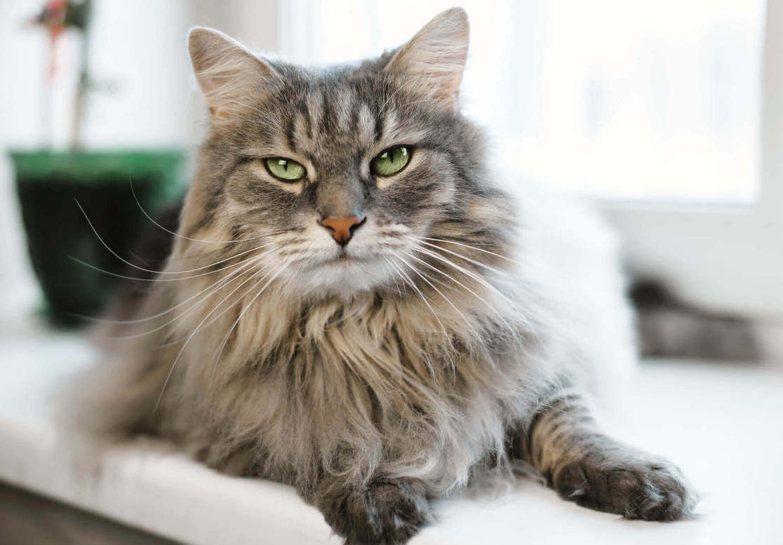 Еще один интересный факт о сибирских кошках — их отношение к воде! В отличие от многих других пород, сибиряки часто проявляют настоящий интерес к воде и могут даже играть с ней, погружая лапы в миску или наблюдая за текущей струей из-под крана. Благодаря своей густой, водоотталкивающей шерсти они меньше промокают, чем другие кошки, и не боятся случайно намочиться. Такая особенность, вероятно, сформировалась в диких условиях, где контакт с водой для этих выносливых кошек был неизбежен.