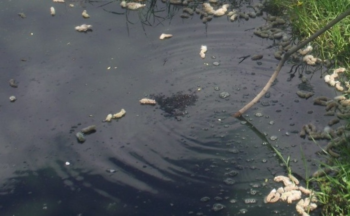 Фото: РБК Черноземье