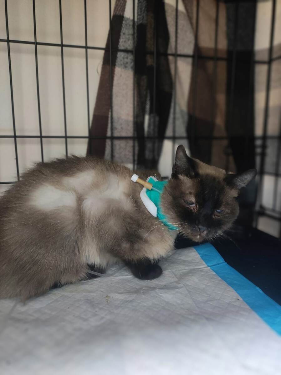 Сима в клинике