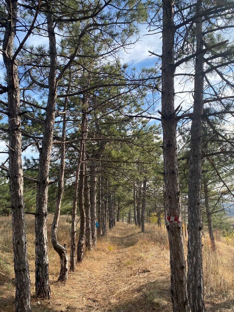 Сосновый бор. / ФОТО автора