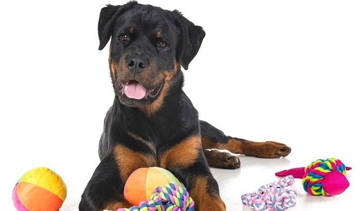    Россия признана самой доступной страной для содержания домашних питомцев