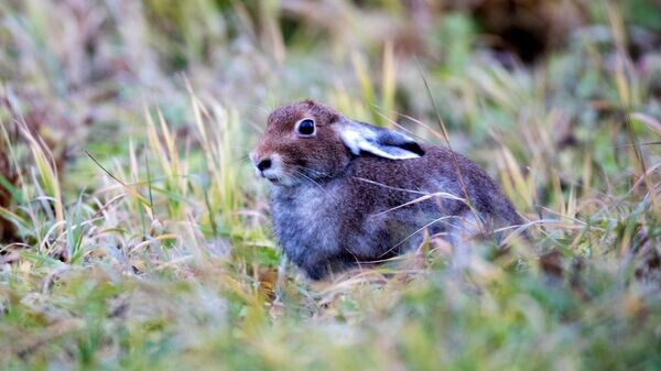    © Sputnik / Илья Тимин