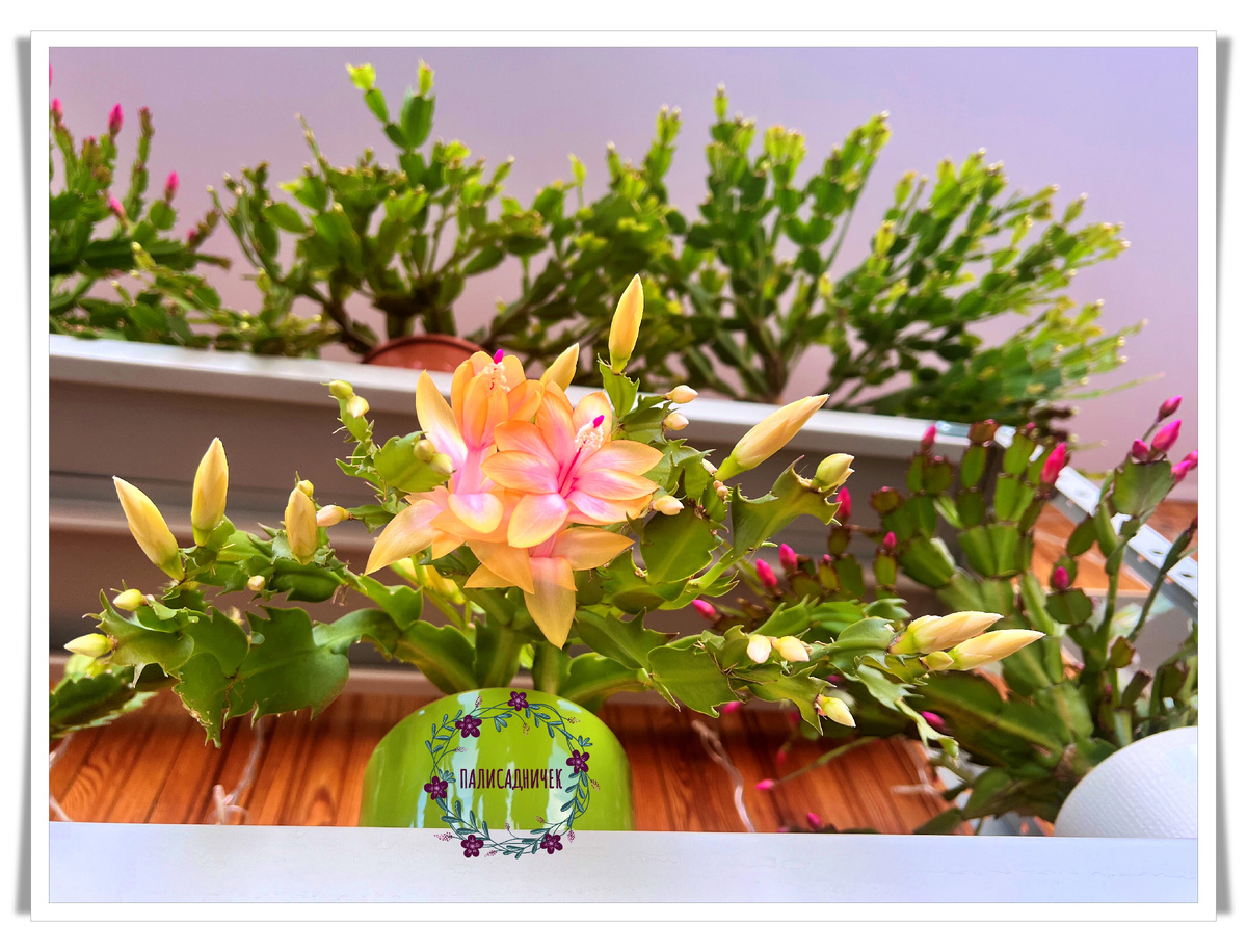 Перед такой устоять вообще, по-моему, не представляется возможным ) 