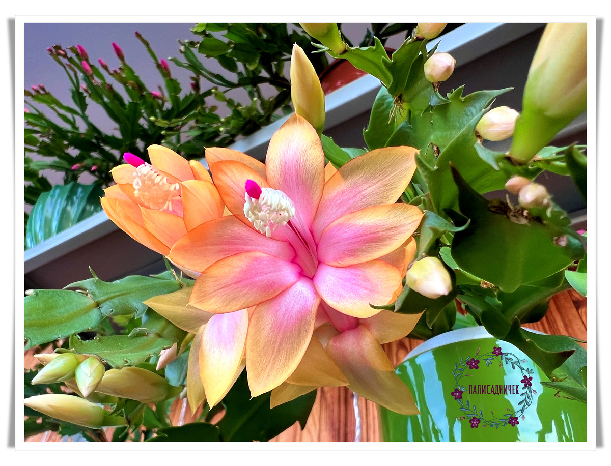 Покажите своим. Покажите )))