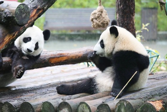    Панда Катюша с пандой Диндин