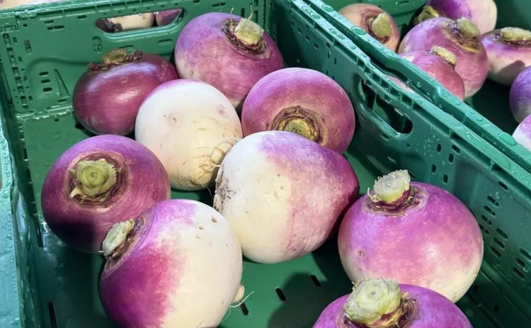    Репа как популярный и полезный свежий осенний овощ возвращается в Швейцарию