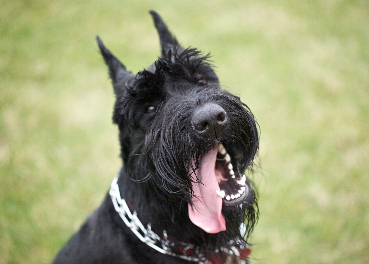 Ризеншнауцер