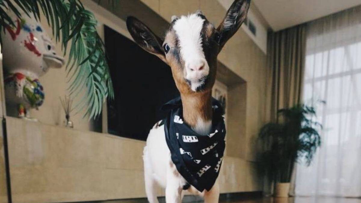    Фото: Социальные сети