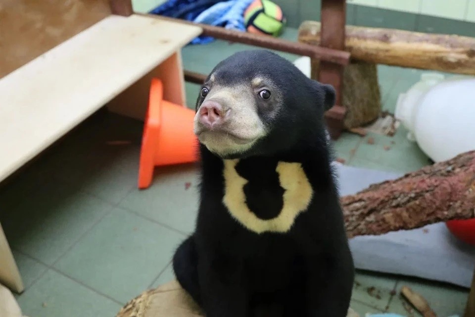    Детёныш малайского медведя недавно поселился в Московском зоопарке Московский зоопарк
