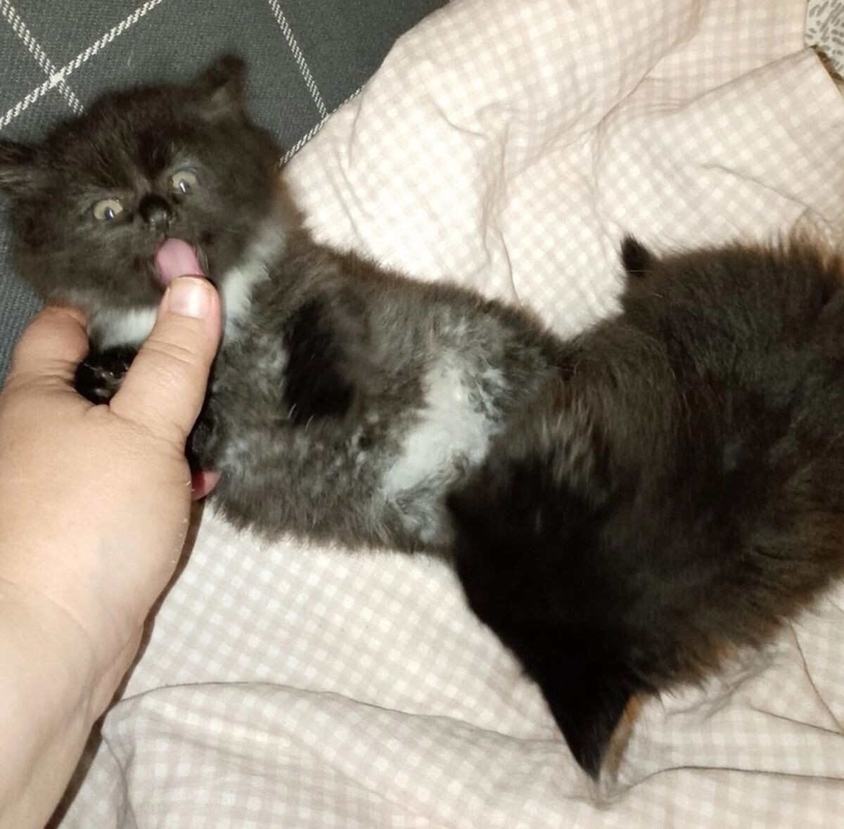 Екатерина Бикетова: «Котёнка и кошку забрали из подвала, спасая от химической обработки. От блох и паразитов обработаны, ветеринаром осмотрены. В данный момент находятся на короткой передержке в ветеринарном кабинете»
Оксана Гужавина: «Вчера в районе машзавода на мусорке была найдена коробка с котятами. Четыре комочка, уже подвощённых, кто-то выкинул как мусор. Ничего святого. Котята очень красивые. Может, кто-нибудь возьмёт себе кусочек счастья?»
