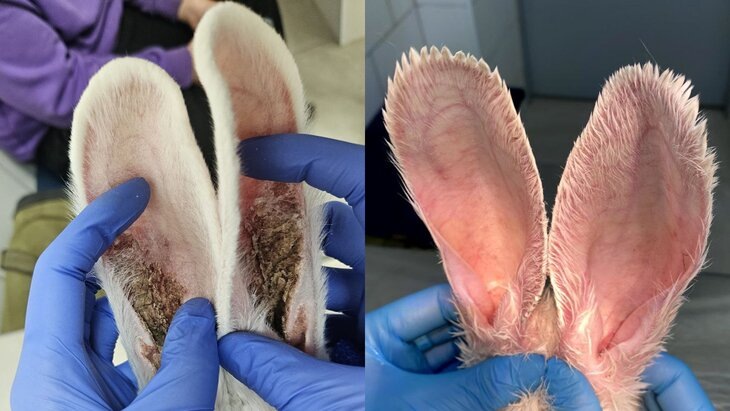 Фото: ГБУ "Мосветобъединение" 