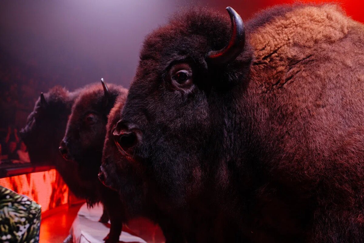 Фото: продюсерский центр «Королевский цирк Гии Эрадзе»