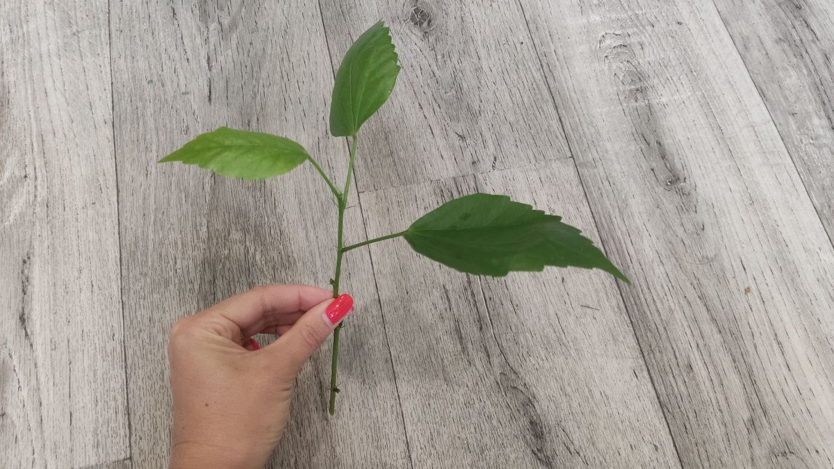 Срез черенка гибискуса (китайской розы)