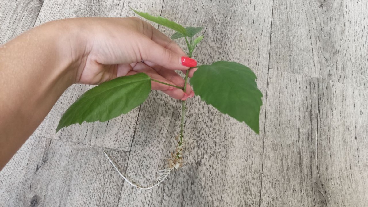 Готовый черенок к высадке