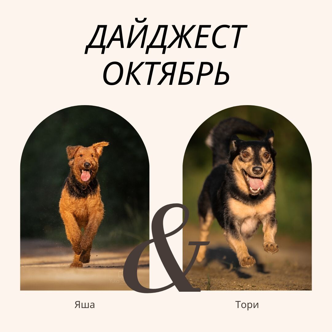 Блог "Собаки и их люди": о людях глазами собак, отношения собак и человека, кинолог, зоопсихолог Екатерина Кастрицкая, эрдельтерьер Аякс, дворняга Тори