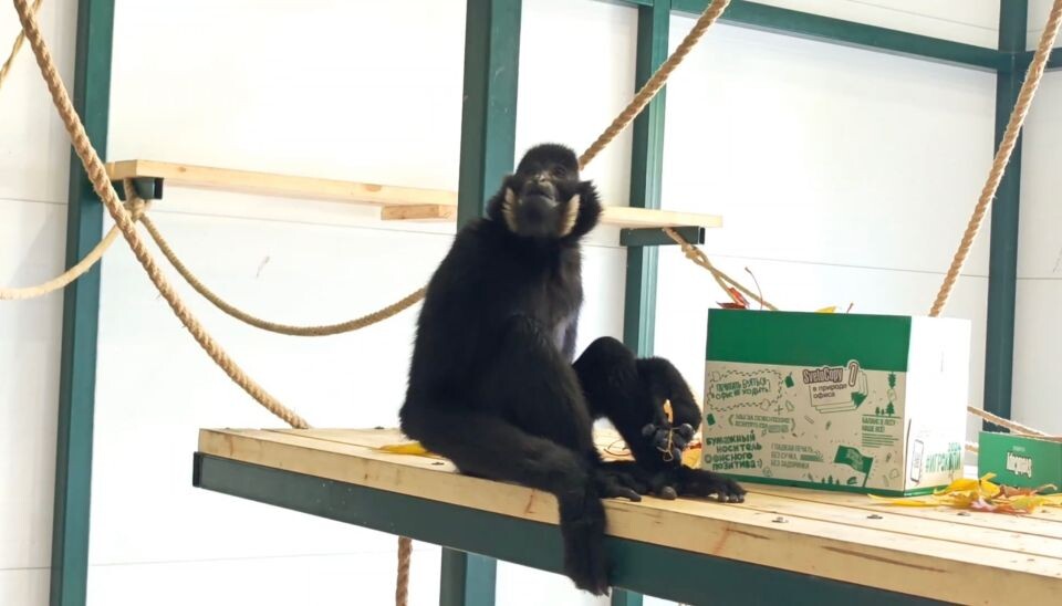    Гиббон Билли. Источник: t.me/zoo22ru