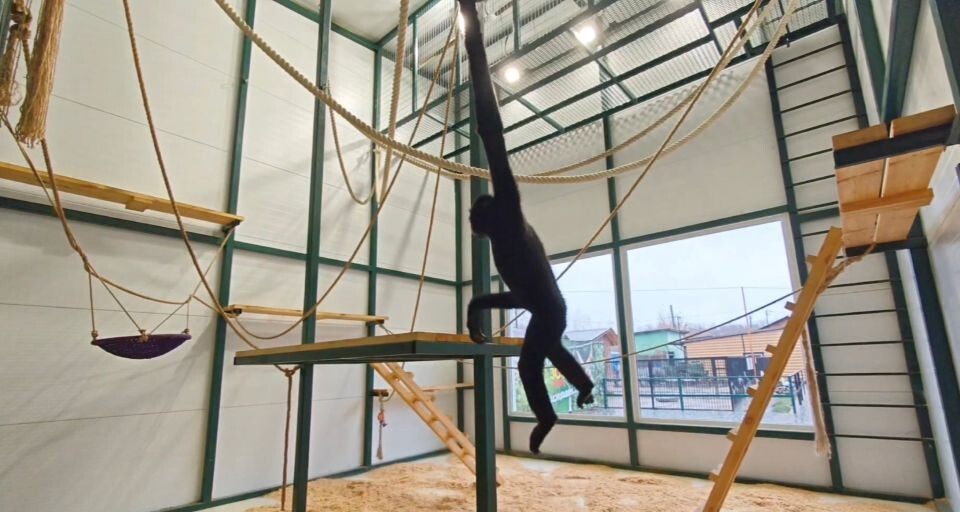    Гиббон Билли. Источник: t.me/zoo22ru