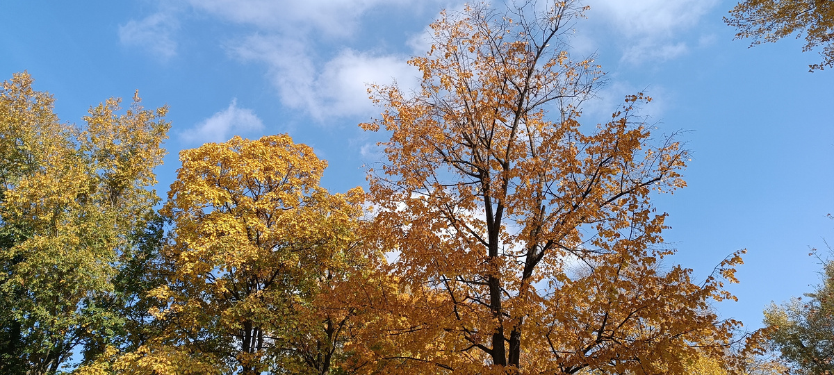 На днях фотографировала.