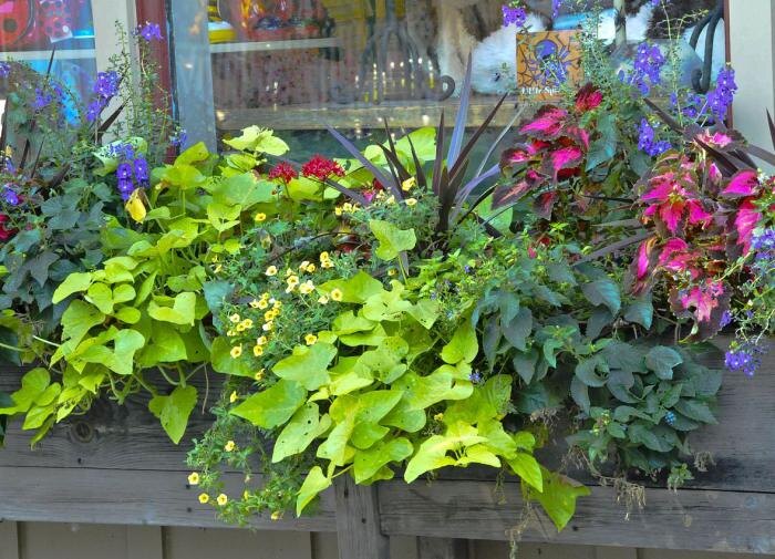 Когда нужно подкармливать комнатные растения