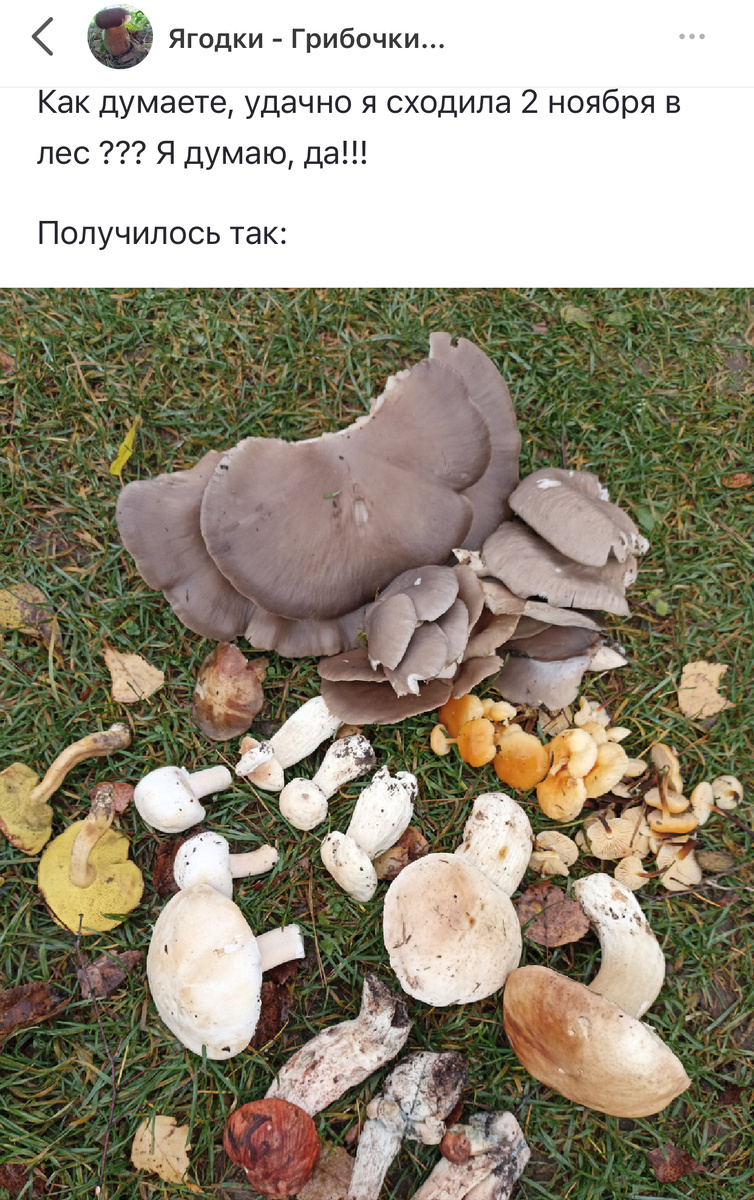 Молодые белыми подосиновики под Смоленском только начинают зажигать….Тут нет никаких сборов рядовок, которых сейчас полно