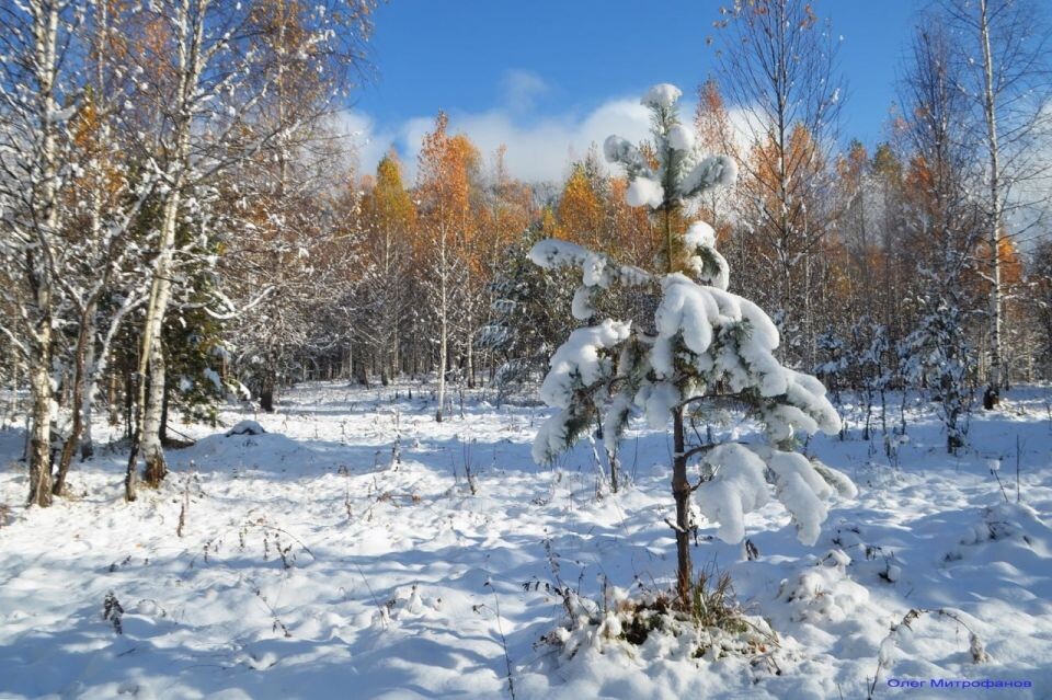    Снег в Алтайском заповеднике. Источник: Олег Митрофанов / Telegram-канал Алтайского заповедника