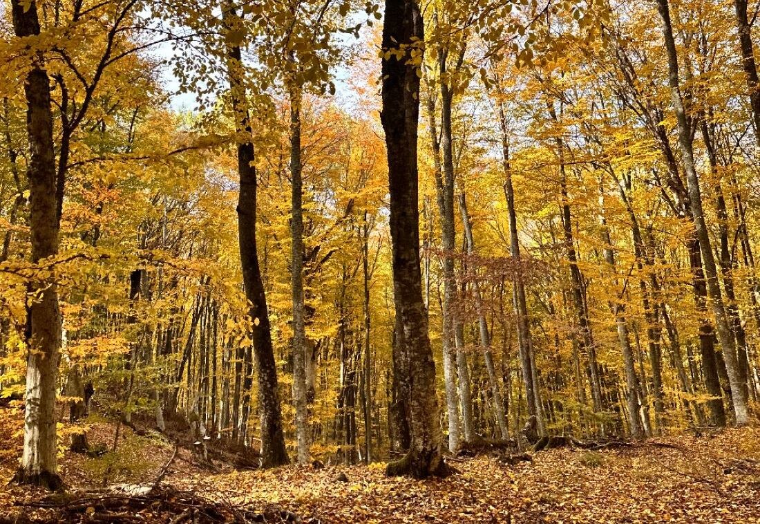 Эколого-патриотический маршрут «Партизанскими тропами Белогорского района» // Фото с сайта Министерства министра экологии и природных ресурсов Крыма 