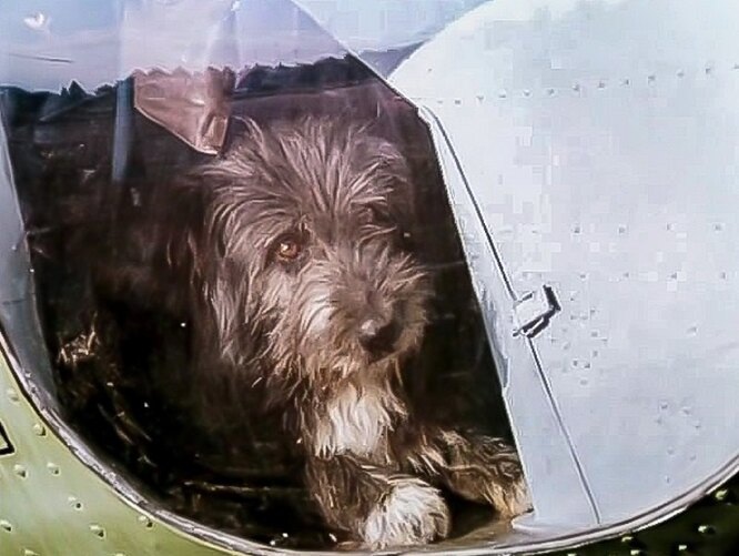 Кадры из х/ф "Мимино" (реж. Г Данелия. 1978 г.)