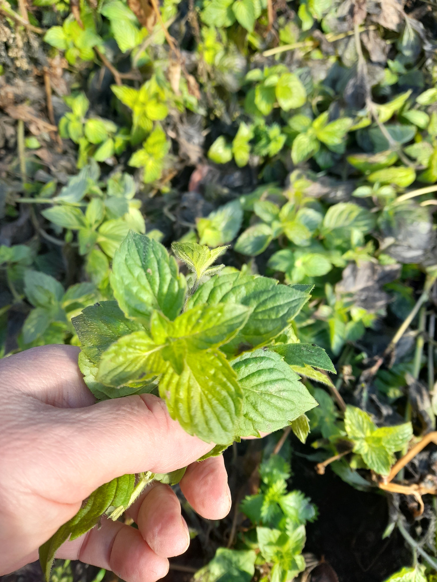 Ноябрьская мята