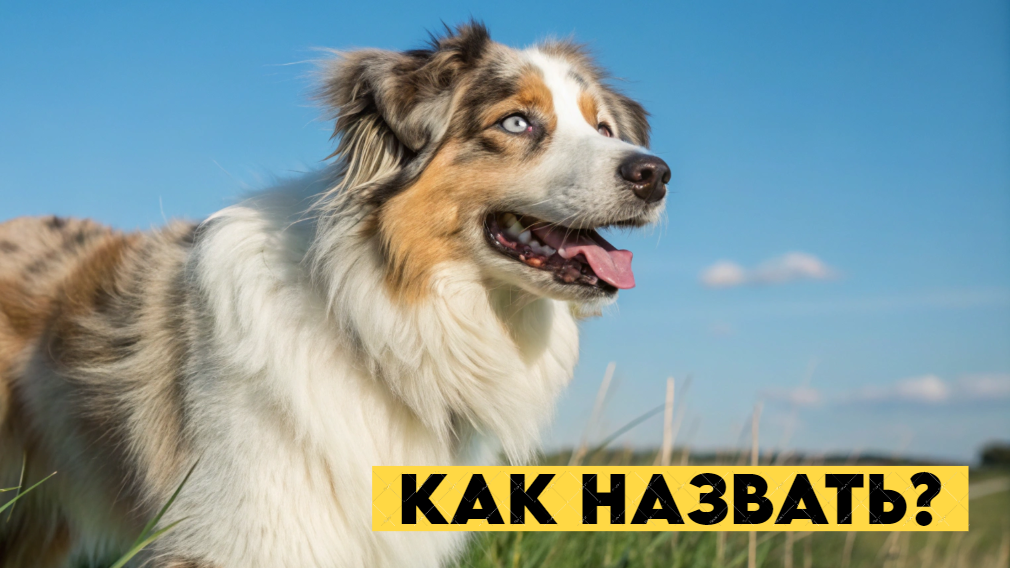 Как выбрать идеальное имя для своей собаки?