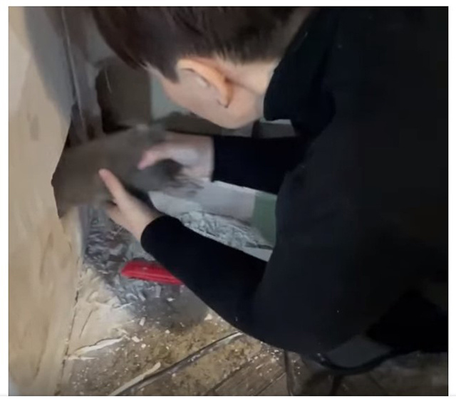 Замурованных в стену котят достали в кафе в Твери