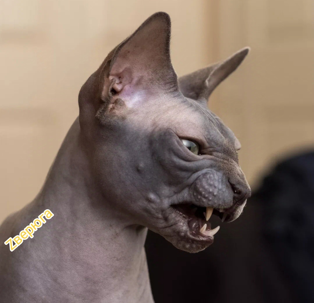 Старый знакомый по кличке Кент. Под шеей набита татуировка, отражающая его сущность.. 