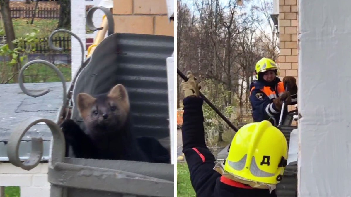 Фото: t.me/Спасатели СпасРезерв