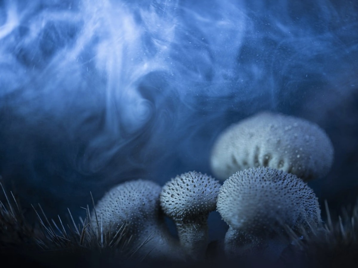    Представлены победители конкурса макросъёмки в 2024 году [ФОТО]